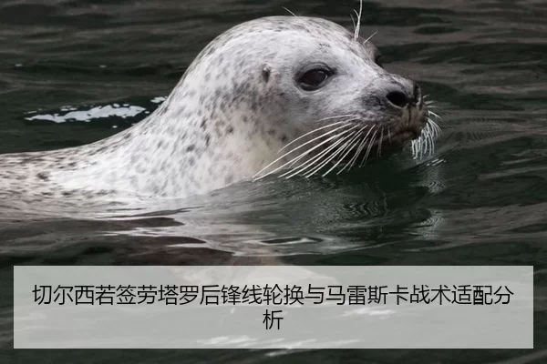 切尔西若签劳塔罗后锋线轮换与马雷斯卡战术适配分析